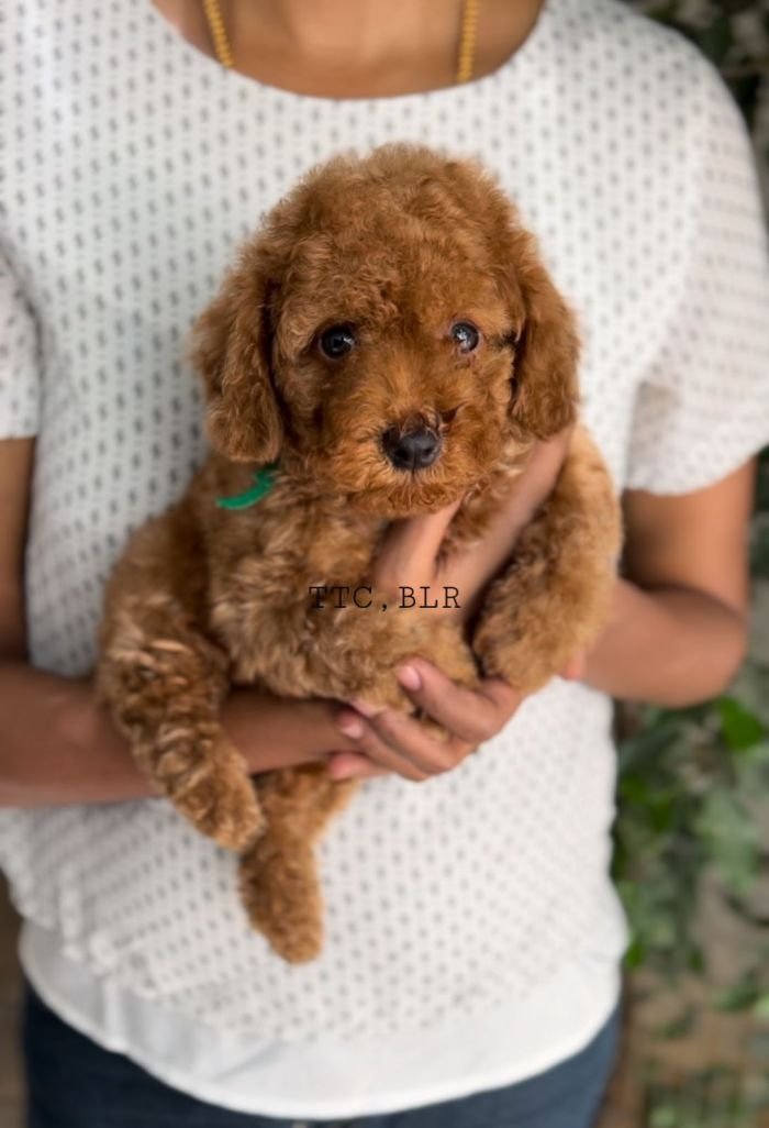DogsIndia.com - Toy Poodle - Toptier