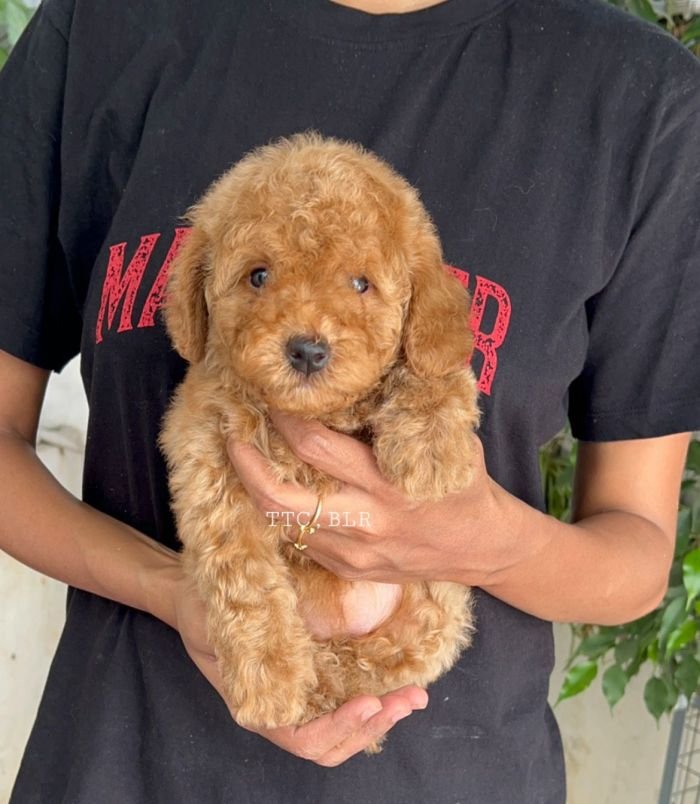 DogsIndia.com - Toy Poodle - Toptier