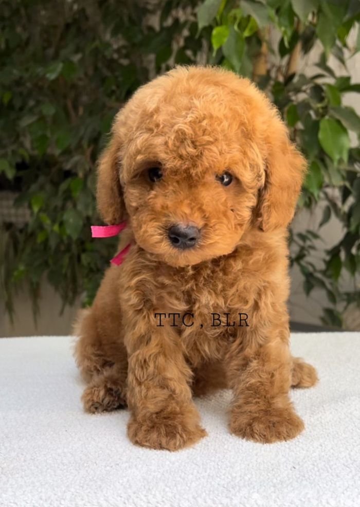 DogsIndia.com - Toy Poodle - Toptier