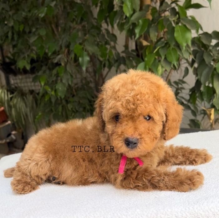DogsIndia.com - Toy Poodle - Toptier