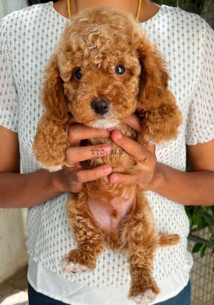 DogsIndia.com - Toy Poodle - Toptier