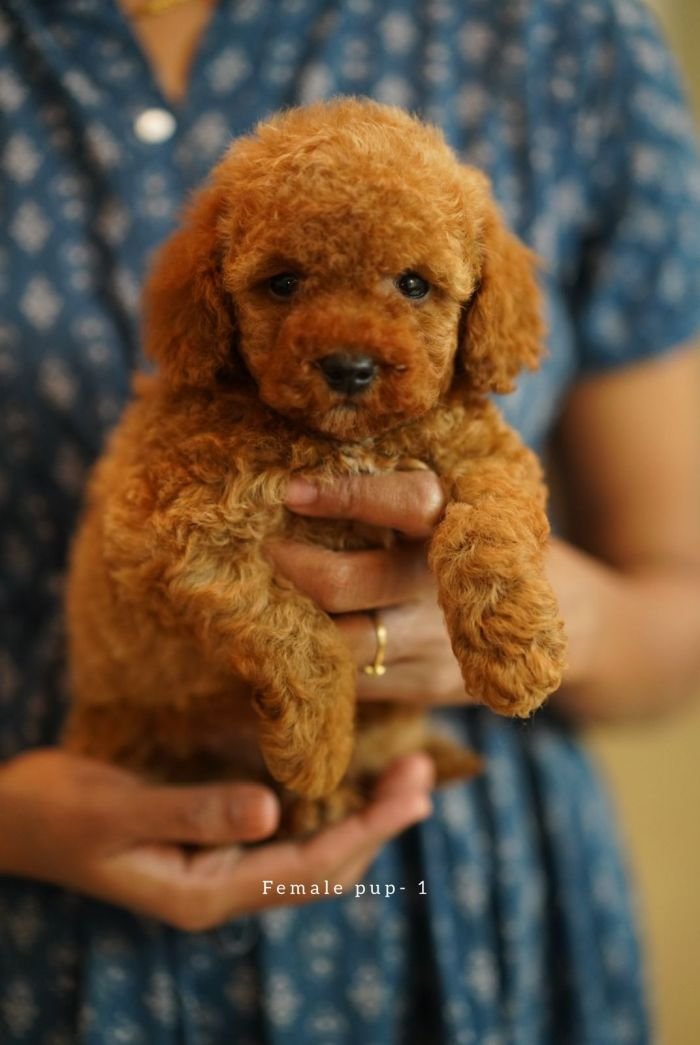 DogsIndia.com - Toy Poodle - Toptier