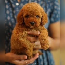DogsIndia.com - Toy Poodle - Toptier