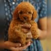 DogsIndia.com - Toy Poodle - Toptier