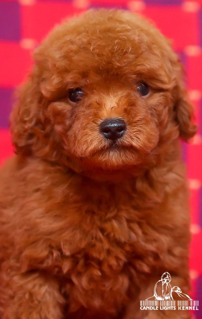 DogsIndia.com - Toy Poodle - Candle Light's Kennel