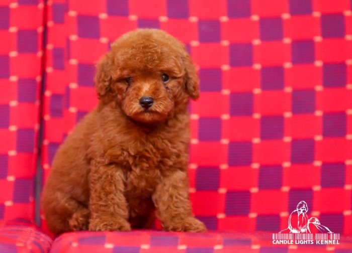 DogsIndia.com - Toy Poodle - Candle Light's Kennel