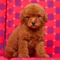 DogsIndia.com - Toy Poodle - Candle Light's Kennel
