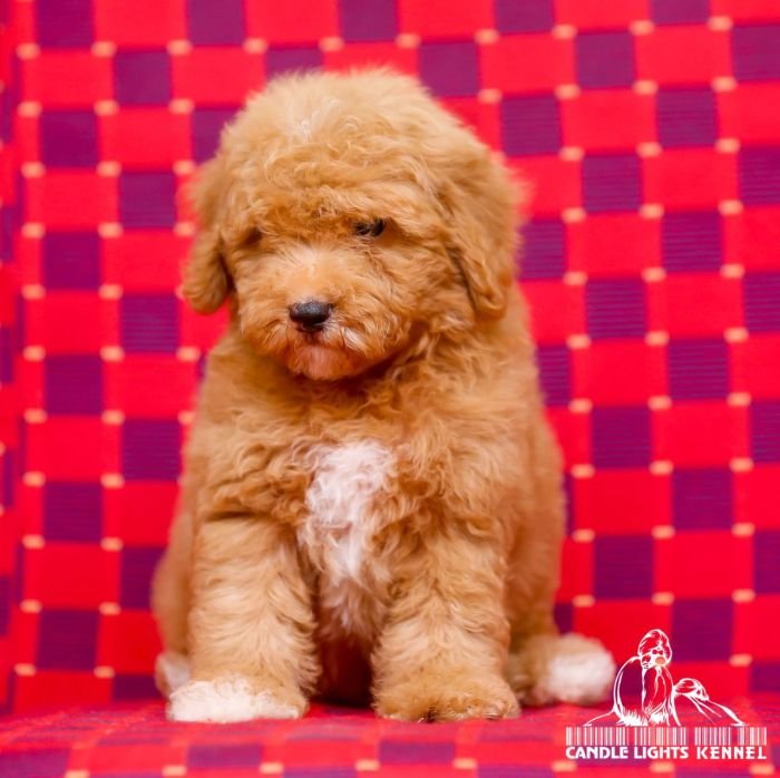 DogsIndia.com - Toy Poodle - Candle Light's Kennel