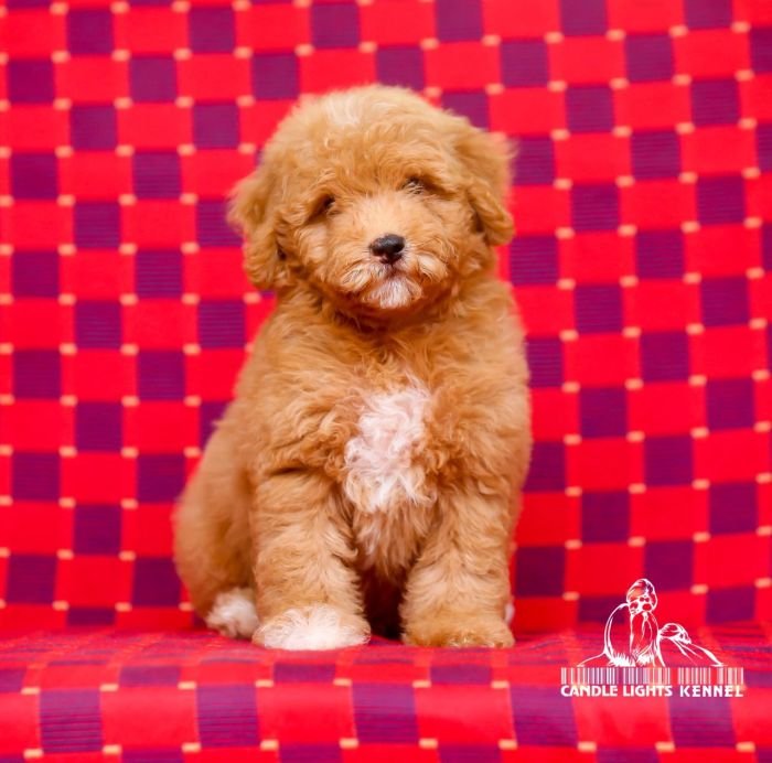 DogsIndia.com - Toy Poodle - Candle Light's Kennel