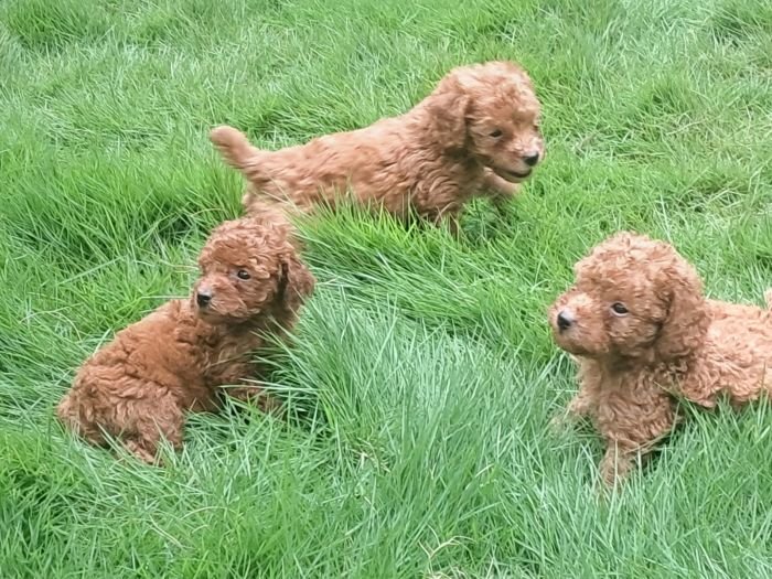 DogsIndia.com - Toy Poodle - Raghu Raghavendra