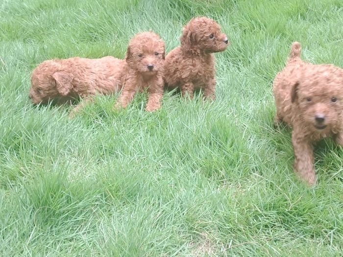 DogsIndia.com - Toy Poodle - Raghu Raghavendra