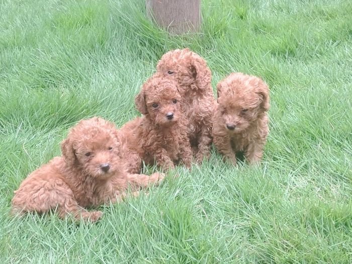 DogsIndia.com - Toy Poodle - Raghu Raghavendra