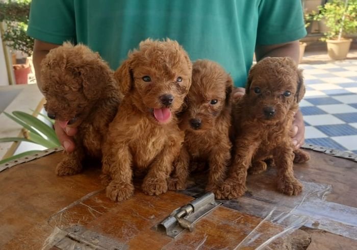 DogsIndia.com - Toy Poodle - Raghu Raghavendra