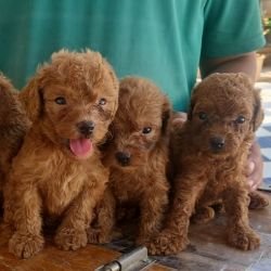 DogsIndia.com - Toy Poodle - Raghu Raghavendra