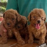 DogsIndia.com - Toy Poodle - Raghu Raghavendra