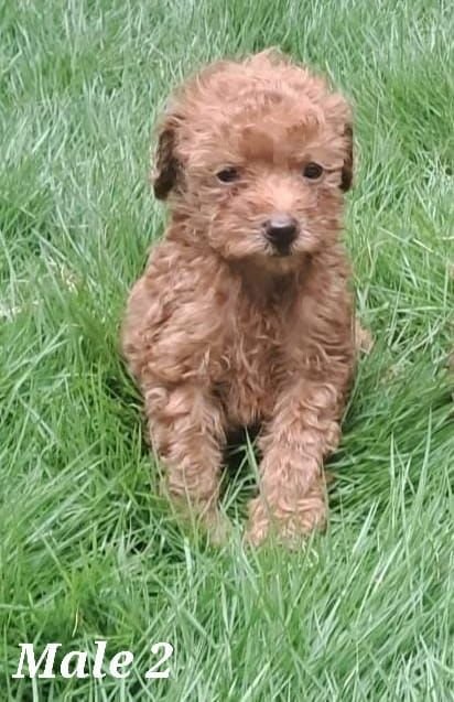 DogsIndia.com - Toy Poodle - Raghu Raghavendra