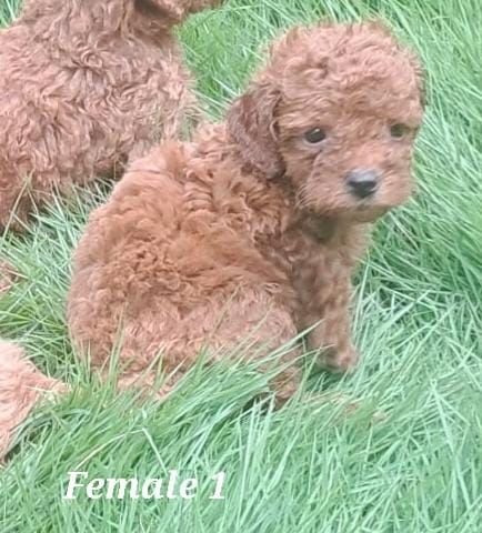DogsIndia.com - Toy Poodle - Raghu Raghavendra
