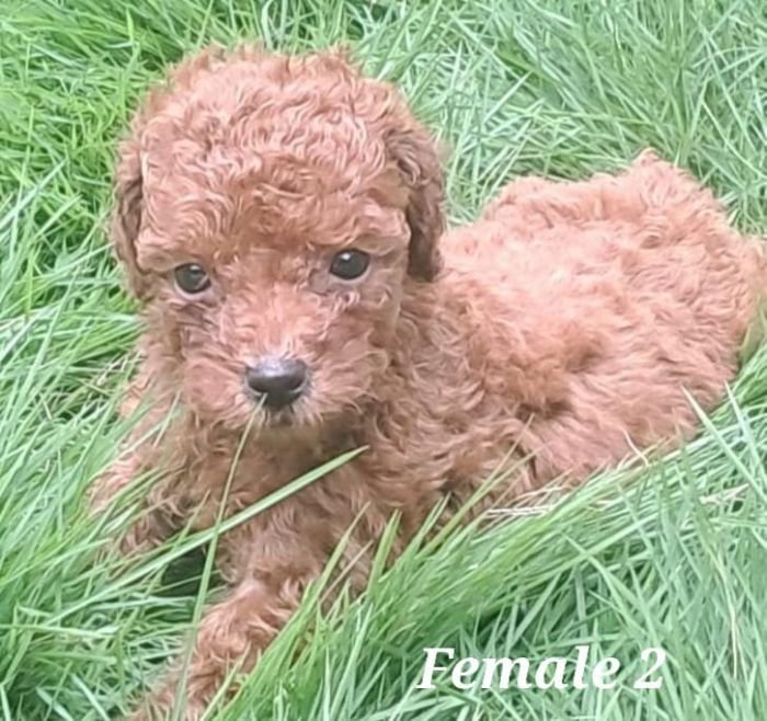 DogsIndia.com - Toy Poodle - Raghu Raghavendra