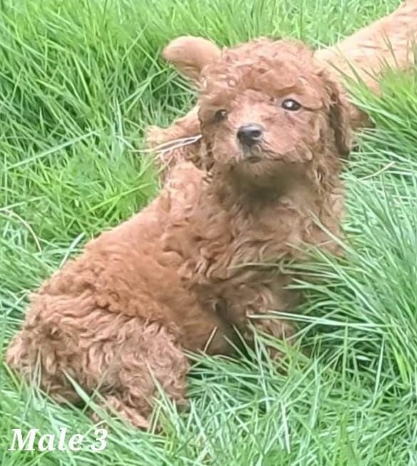 DogsIndia.com - Toy Poodle - Raghu Raghavendra