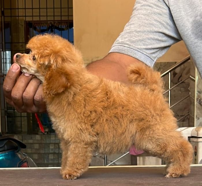 DogsIndia.com - Toy Poodle - Vikram (Shreyas)