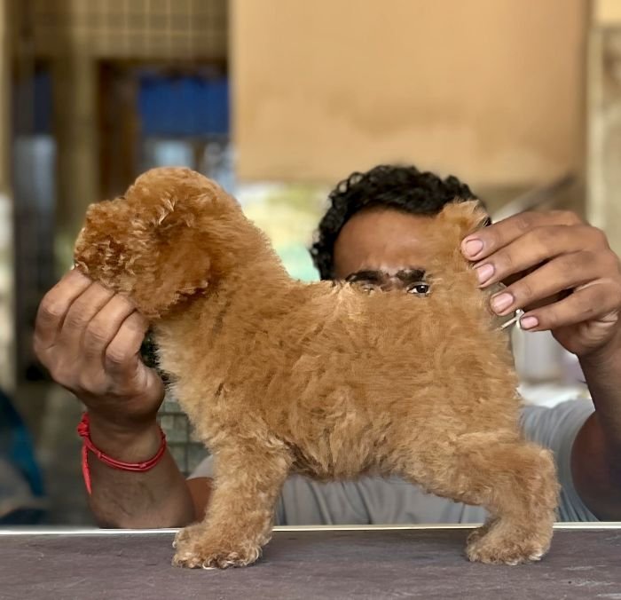 DogsIndia.com - Toy Poodle - Vikram (Shreyas)