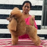 DogsIndia.com - Toy Poodle - Vikram (Shreyas)