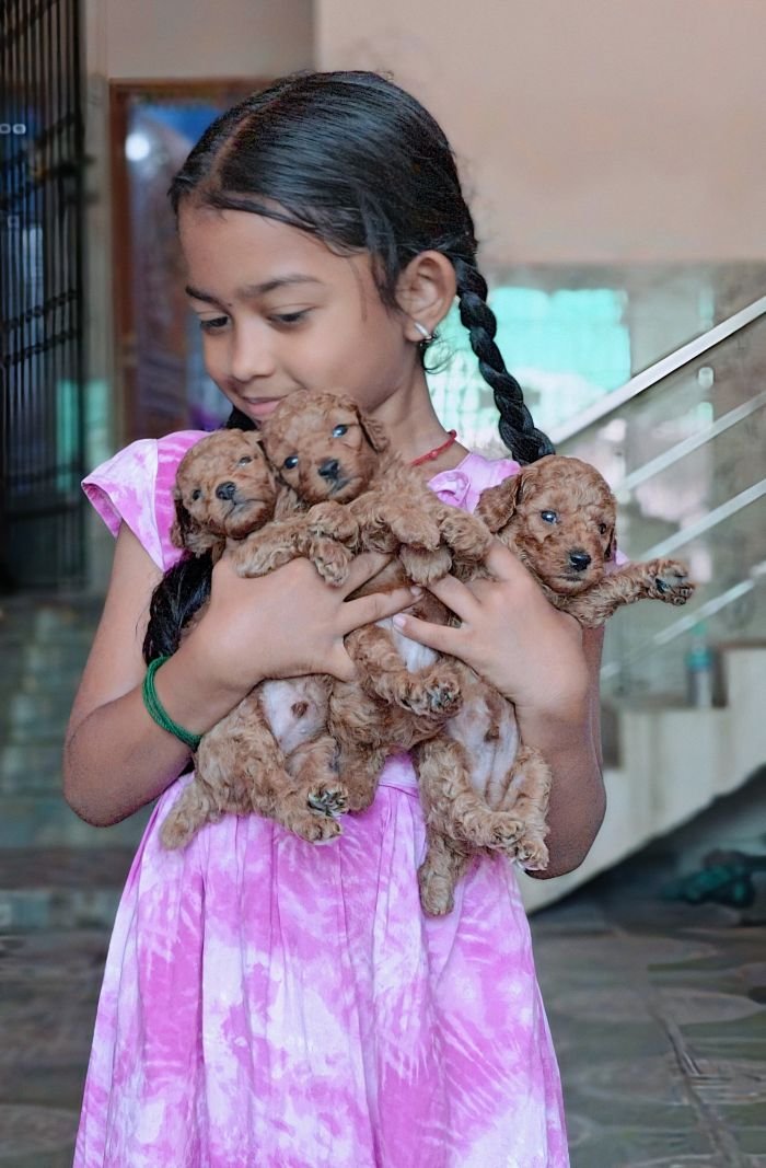 DogsIndia.com - Toy Poodle - Vikram (Shreyas)