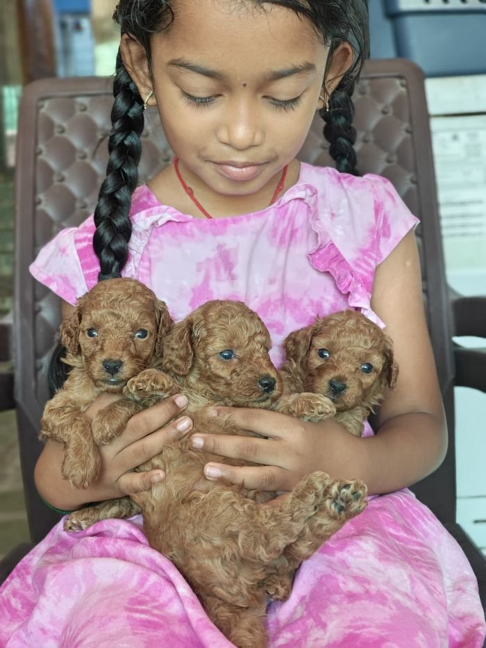 DogsIndia.com - Toy Poodle - Vikram (Shreyas)