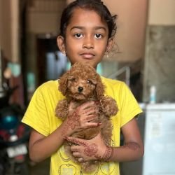 DogsIndia.com - Toy Poodle - Vikram (Shreyas)