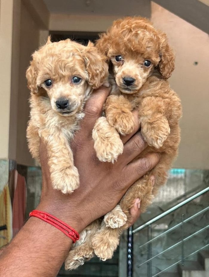 DogsIndia.com - Toy Poodle - Vikram (Shreyas)