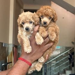 DogsIndia.com - Toy Poodle - Vikram (Shreyas)