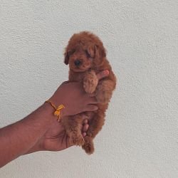DogsIndia.com - Toy Poodle - Vikram (Shreyas)