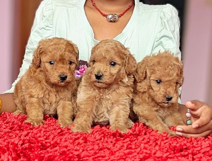 DogsIndia.com - Toy Poodle - Vikram (Shreyas)