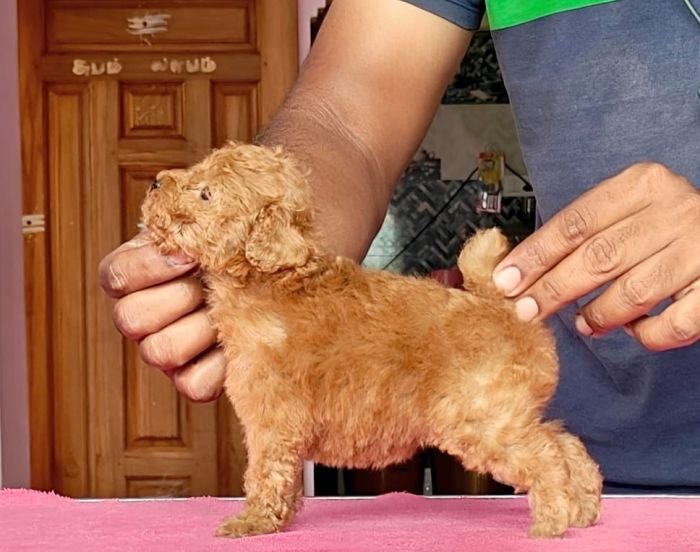 DogsIndia.com - Toy Poodle - Vikram (Shreyas)