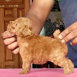 DogsIndia.com - Toy Poodle - Vikram (Shreyas)