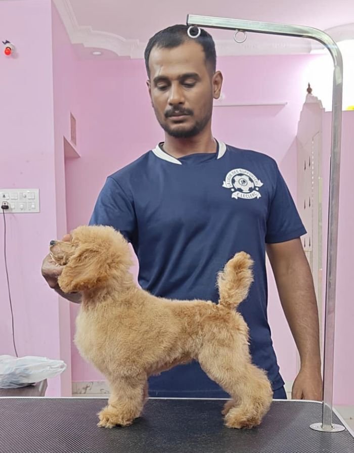 DogsIndia.com - Toy Poodle - Vikram (Shreyas)