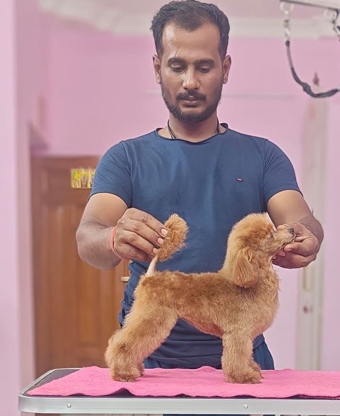 DogsIndia.com - Toy Poodle - Vikram (Shreyas)