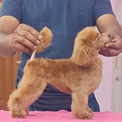 DogsIndia.com - Toy Poodle - Vikram (Shreyas)