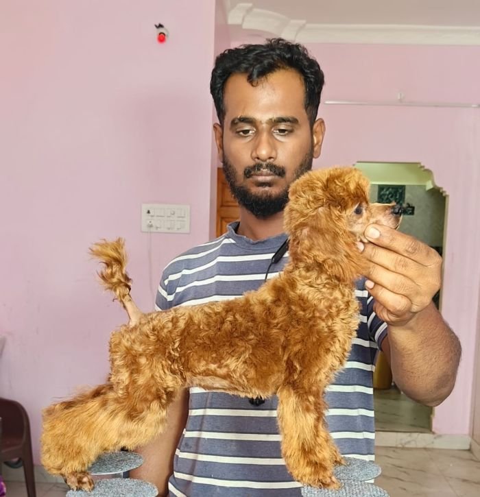 DogsIndia.com - Toy Poodle - Vikram (Shreyas)