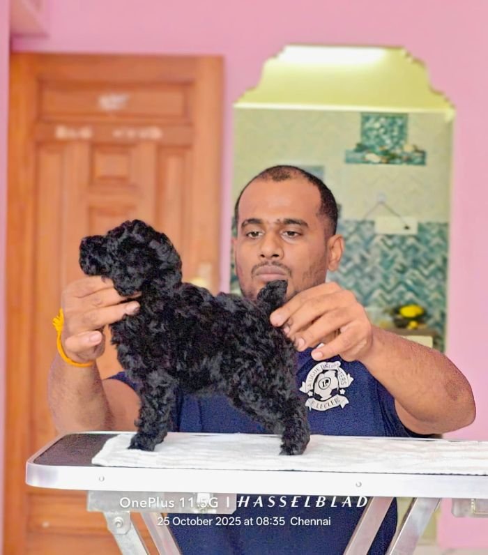 DogsIndia.com - Toy Poodle - Vikram (Shreyas)