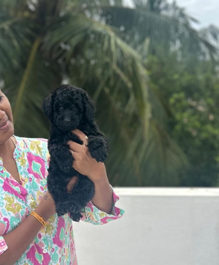 DogsIndia.com - Toy Poodle - Vikram (Shreyas)