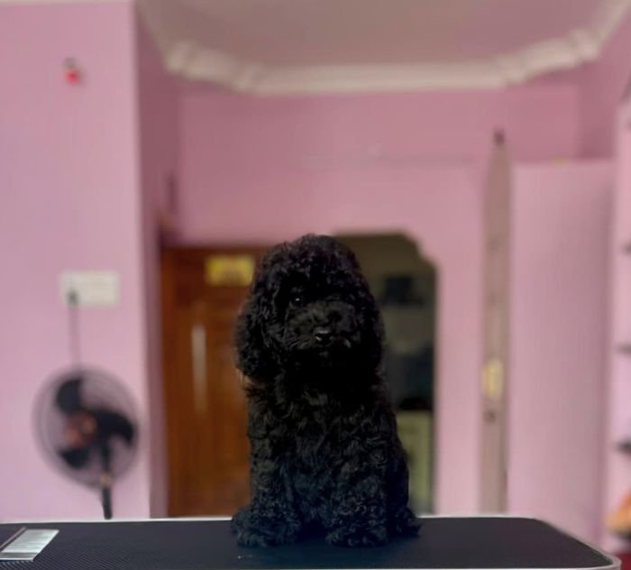 DogsIndia.com - Toy Poodle - Vikram (Shreyas)