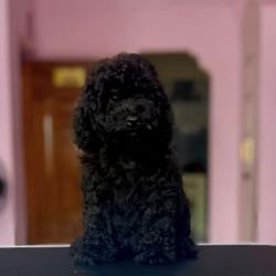 DogsIndia.com - Toy Poodle - Vikram (Shreyas)