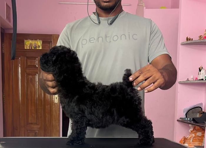 DogsIndia.com - Toy Poodle - Vikram (Shreyas)