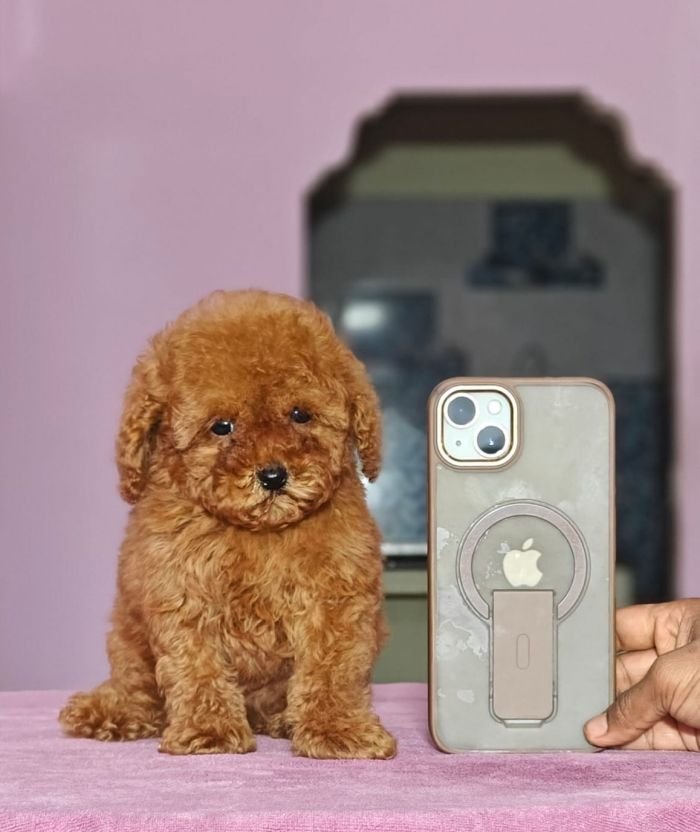 DogsIndia.com - Toy Poodle - Vikram (Shreyas)