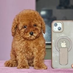 DogsIndia.com - Toy Poodle - Vikram (Shreyas)
