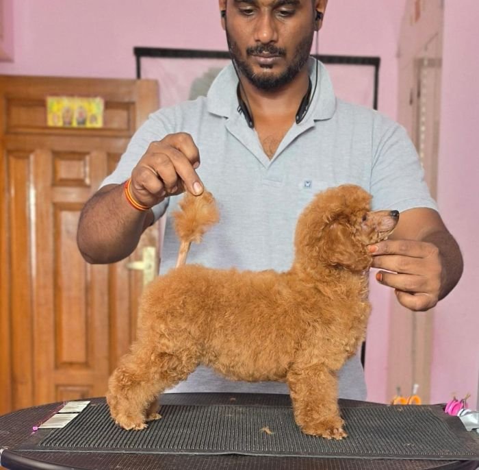 DogsIndia.com - Toy Poodle - Vikram (Shreyas)
