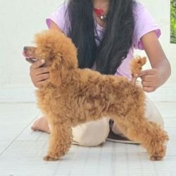 DogsIndia.com - Toy Poodle - Vikram (Shreyas)