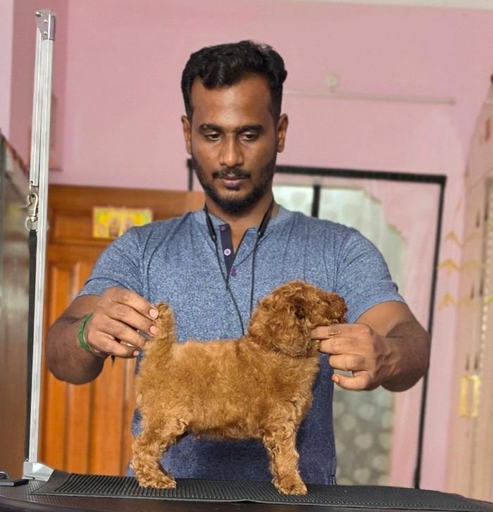 DogsIndia.com - Toy Poodle - Vikram (Shreyas)