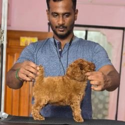 DogsIndia.com - Toy Poodle - Vikram (Shreyas)